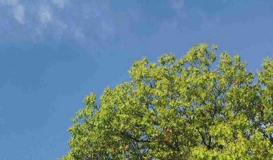 臭氧污染高發(fā)季將至，先打好VOCs減排這一戰(zhàn)